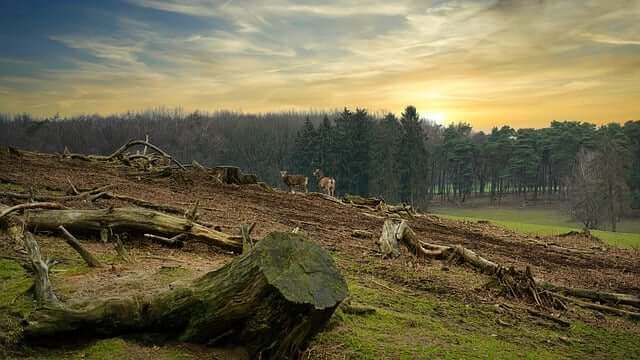 A deforested area with tree stumps and a sunset, illustrating the impact of deforestation and German vocabulary for environmental problems.