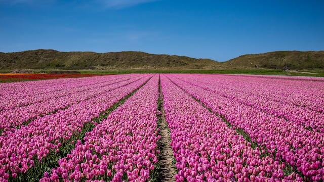 Field of pink tulips in spring, representing German months vocabulary, including April (April) and Mai (May).