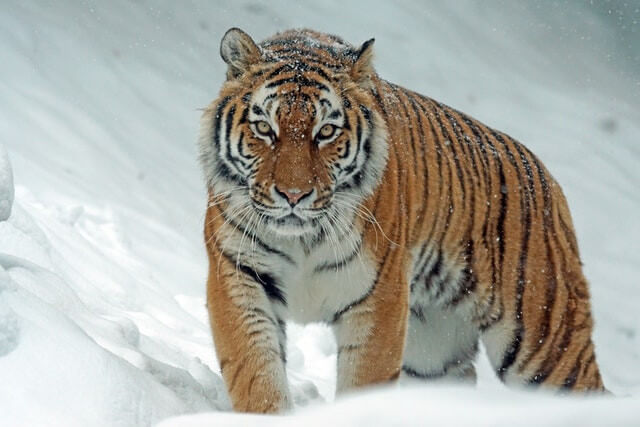 Majestic tiger in snow, representing German Animal Vocabulary Quiz learning.