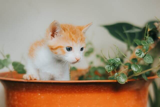 Small orange and white kitten in a plant pot, representing different ways to say 'little' in German.