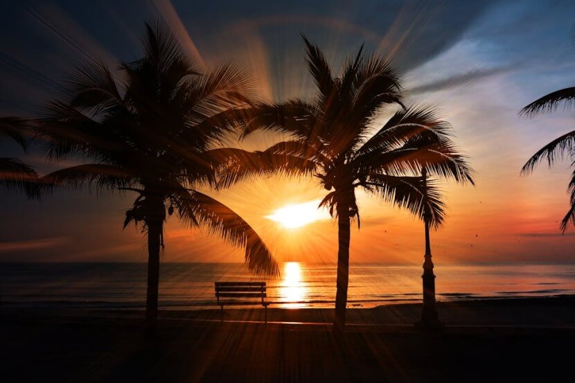 Sunset view with palm trees on a beach, illustrating "German Travel Vocabulary."