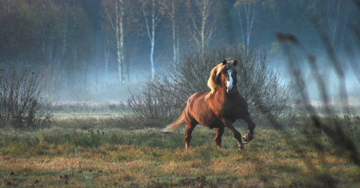 A didactic visual for the German neuter noun 'Das Pferd' (the horse) from howtostudygerman.com, featuring a powerful brown horse with a light mane galloping through a misty, atmospheric meadow with trees in the background.