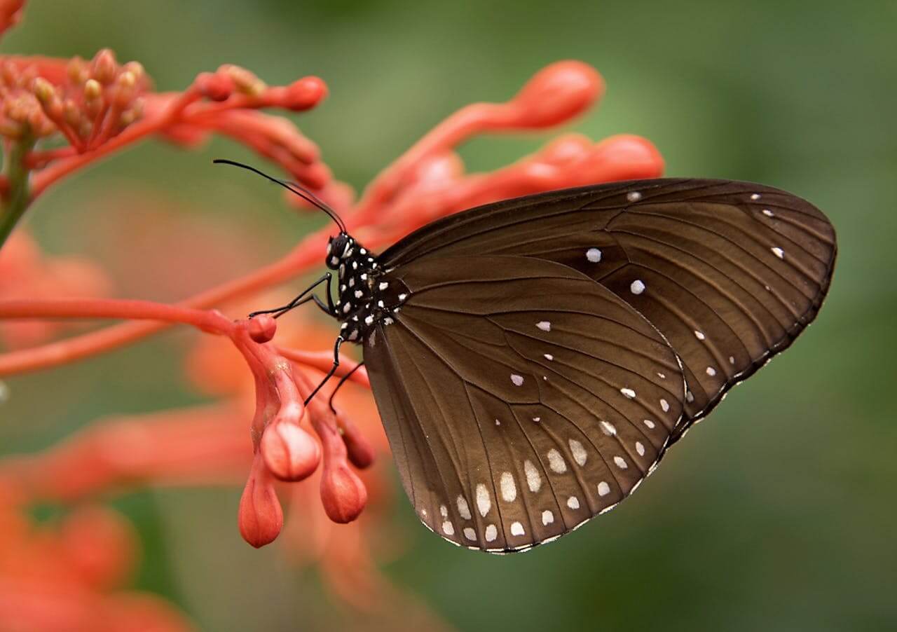 A brown butterfly with white spots perched on bright orange-red flowers. In German, the noun is "der Schmetterling" (masculine).
