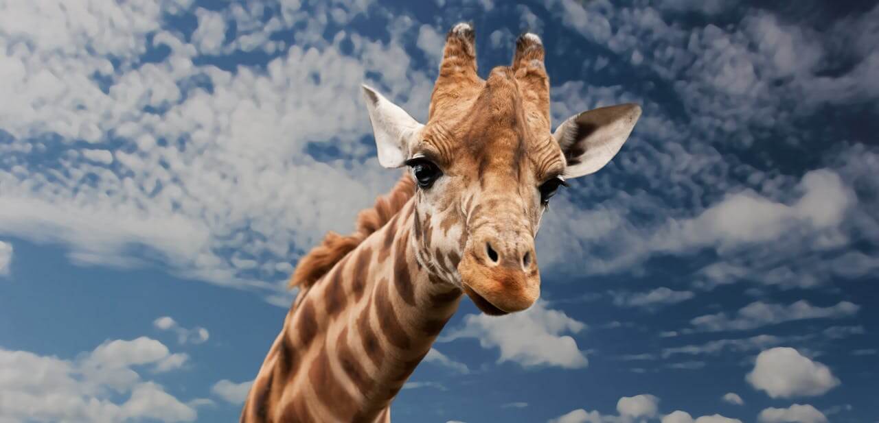 Close-up of a giraffe's head and neck against a blue sky with white clouds. The German word for giraffe is "die Giraffe", a feminine noun.