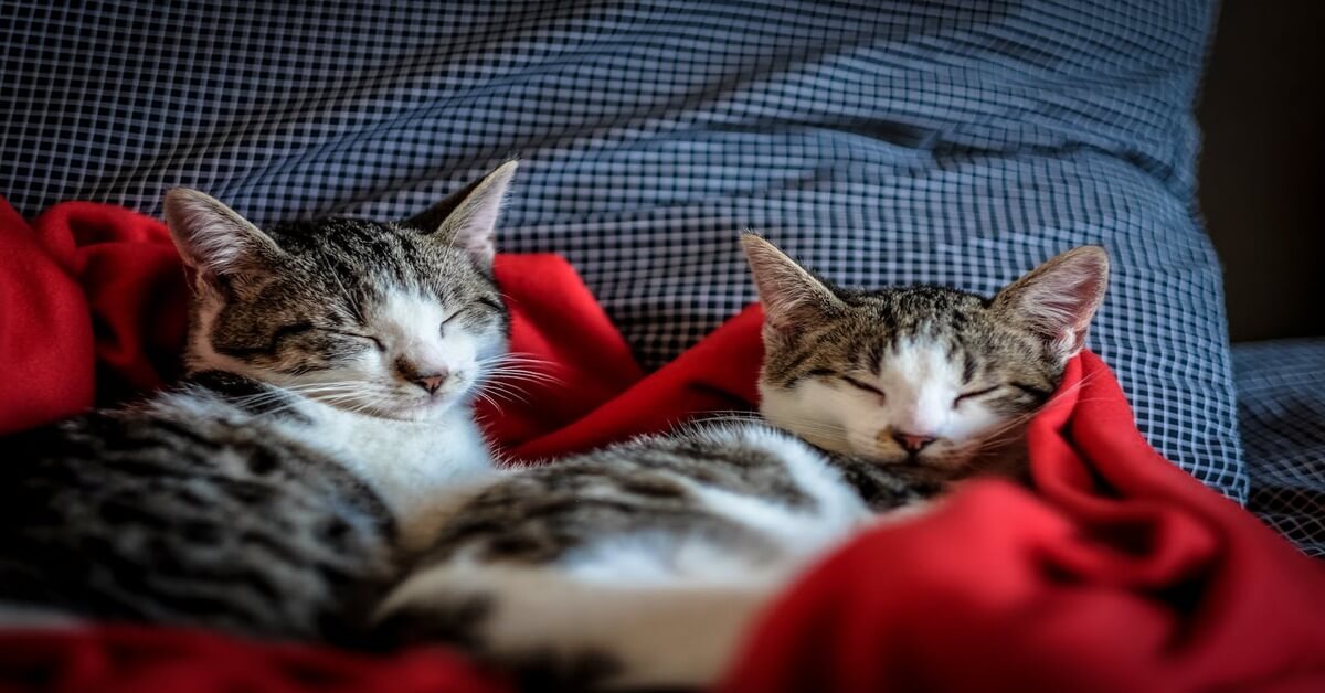 A didactic visual for the German feminine noun "Die Katze" (the cat), illustrating the topic of pet animals for language learners on howtostudygerman.com, featuring two tabby and white cats sleeping while curled up together under a red blanket against checkered bedding.
