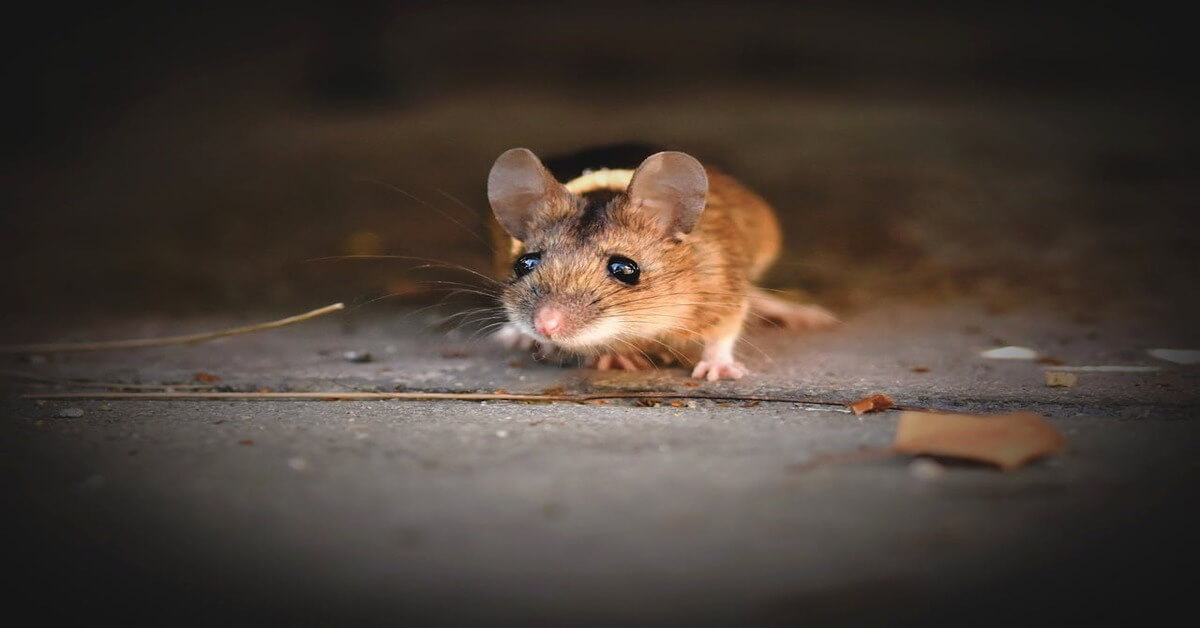 A didactic visual for the German feminine noun "Die Maus" (the mouse) from howtostudygerman.com, showing a detailed close-up of a curious small field mouse with large ears looking directly at the camera on an out-of-focus indoor ground.