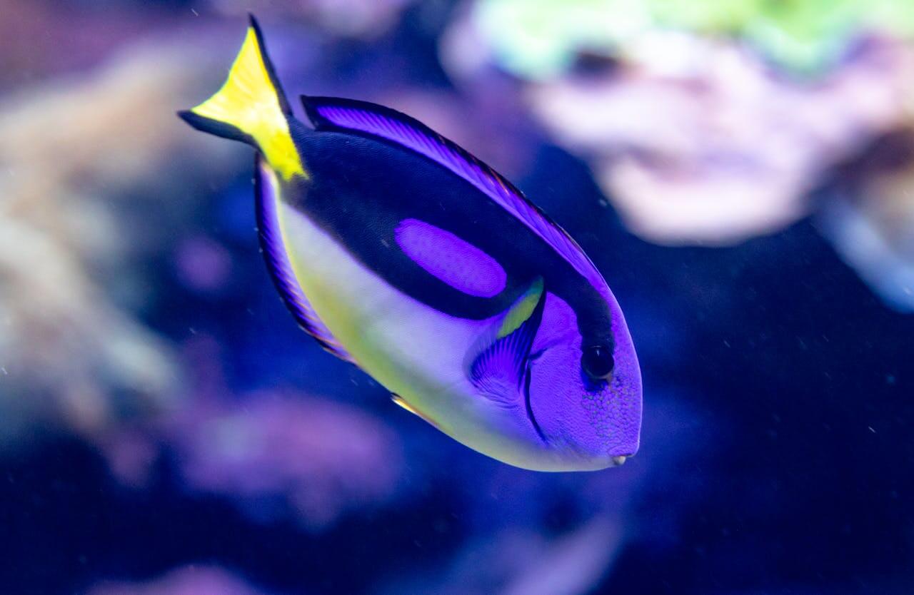 A vibrant blue and purple tropical surgeonfish with a bright yellow tail swims gracefully through the water, highlighting der Fisch (the fish), which lives in aquatic environments and plays a vital role in the marine ecosystem.